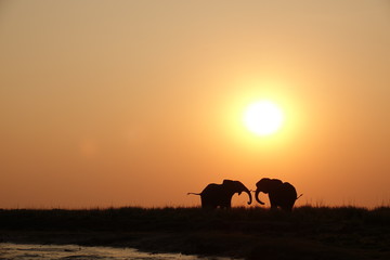 Fototapeta na wymiar Elephant Sunset Chobe NP, Botswana