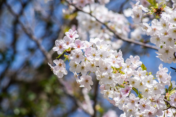 満開の桜の花