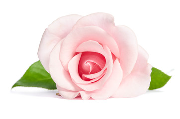 Beauty single pink rose lies isolated on white background