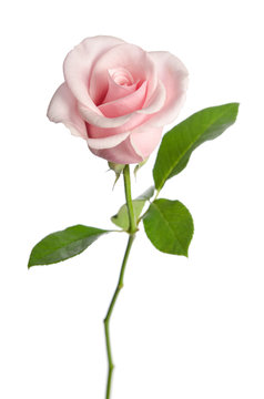 single pink rose isolated on white background