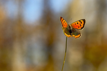 Orange butterfly on flowers