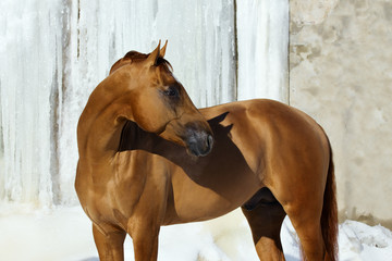 Red horse look back in winter on white iced snowy background isolated