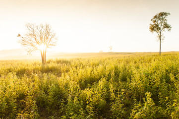 landscape of a green grassland at sunrise.