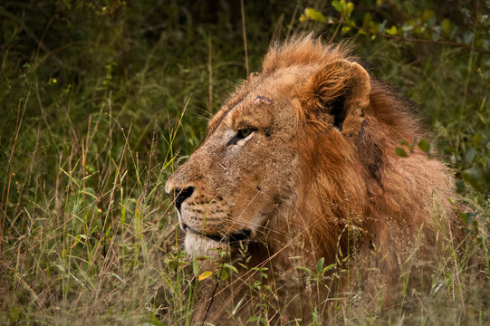 Impressive maned male lion with a battle scar above his eye 