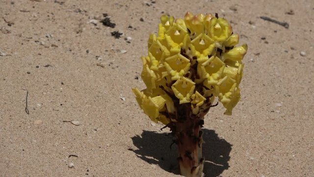 Gelbe Cistanche, Cistanche phelypaea, Blüte, Sand, Dünenbewuchs, Fuerteventura, 4K