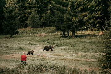 Stupid people photographing wild bears in the forest