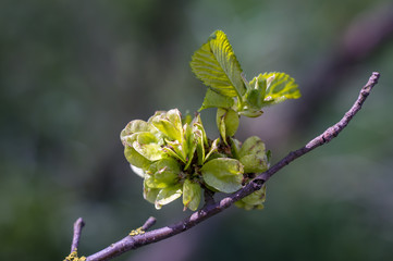 fresh Tree Blossom in Sping