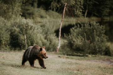 Brown bear in the wild forest at sunset