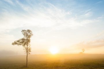 Fototapeta na wymiar Golden sunrise shines on a grassland and lonely tree.