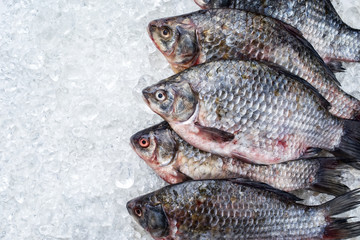 Raw fresh crucian carp on ice offered as top view
