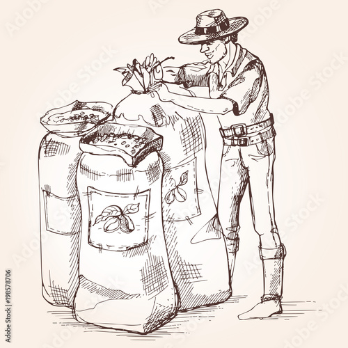 Farmer Carries Out Harvesting Of Coffee The Worker Tie A Bag Beans Farmer Carries Out Harvesting Of Coffee The Worker Tie A Bag Beans