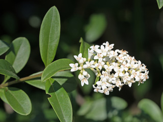 Blühender Liguster, Ligustrum