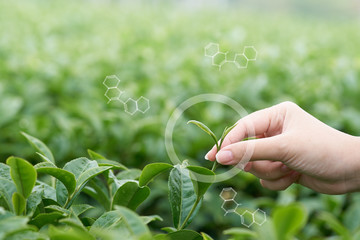 Asian woman hand picking up the tea leaves from the tea plantation, the new shoots are soft shoots. Water is a healthy food and drink. as background Healthcare concept with copy space.