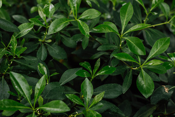green leaves of the subtropical bush
