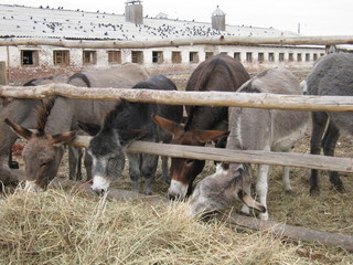 Donkeys in the paddock