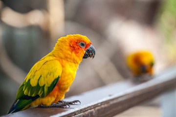 colorful parrot on timber