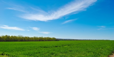  Spring at the top of the hill above the green field of winter wheat