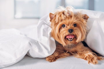 close up view of cute little yorkshire terrier lying on bed covered with blanket - Powered by Adobe