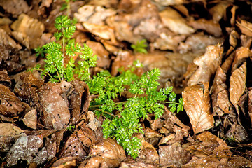 Chervil, spice in the German spring forest