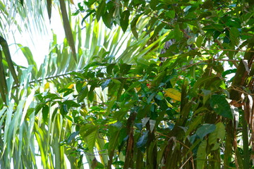 Green jungle of Costa rica