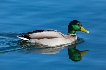 mirorred male mallard duck (anas platyrhynchos) swimming in blue water