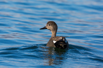 male gadwall duck (anas strepera) swimming in blue water in sunshine