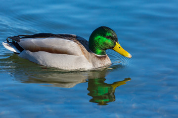 male mallard duck (anas platyrhynchos) swimming in blue water