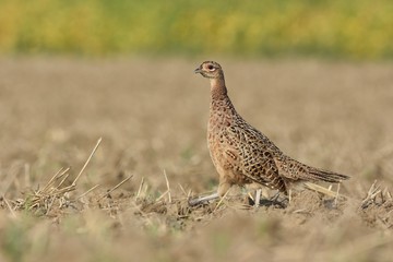 pheasant