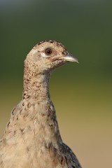 pheasant