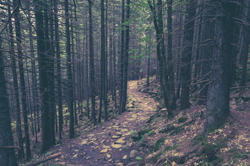 Trail in a dark pine forest on the slopes of the mountain.