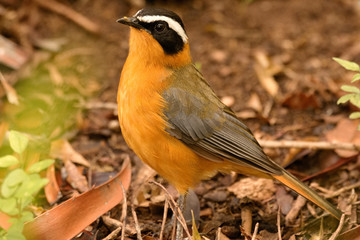 White-browed Robin-Chat foraging amongst the leaf litter for food