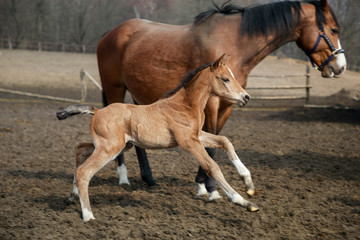 Obraz premium The foal with its mothers is running on the meadow