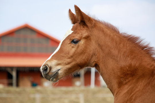 Portrait of the red foal outdoors