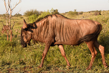 Brindle Gnu walking with the herd in the early morning light 