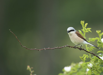 pie grièche écorcheur