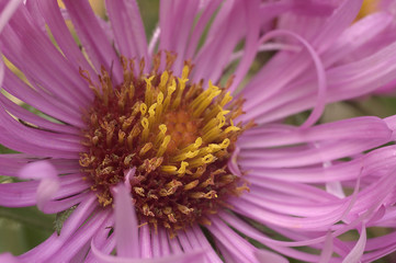 New England aster (Symphyotrichum novae-angliae). Known also as  Michaelmas Daisy. Another...