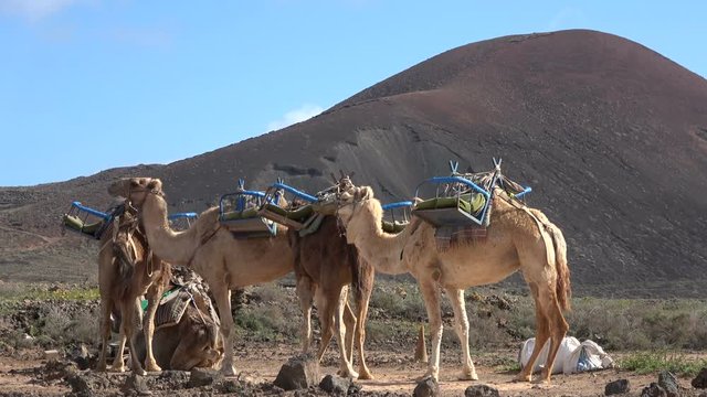 Kamele, Dromedare, Lastentr&auml;ger, Fuerteventura, Vulkanlandschaft, Tourismus, Kanaren