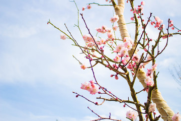 梅の花