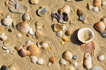 Fototapeta na wymiar SHELLS ON A BEACH IN SOUTH OF SPAIN
