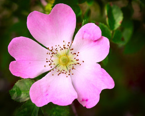 Pink petals of dog rose