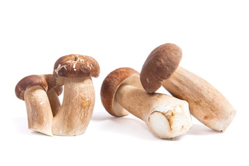 Several porcini mushrooms known as boletus edulis isolated on white background.