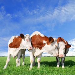Fototapeta na wymiar The flirting cows stand on field