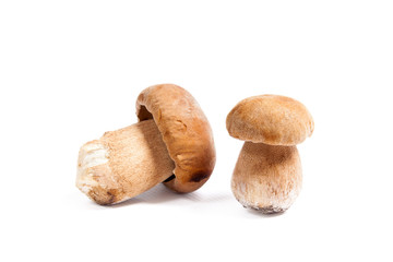 Two porcini mushroom known as boletus edulis isolated on white background.