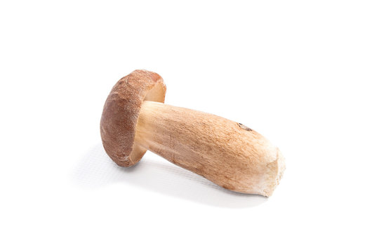 Single Porcini mushroom known as boletus edulis isolated on white background.