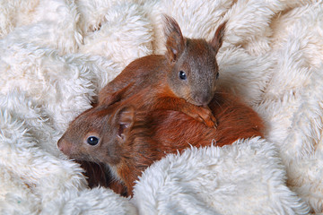 junges Eichhörnchen