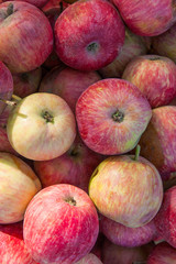 Close up of the red ripe apples as background.