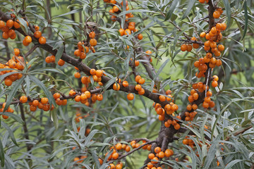 Common see buckthorn (Hippophae rhamnoides). Known also as Seaberry.