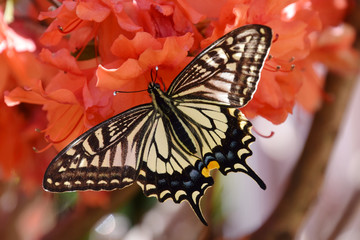 a swallow tail butterfly on azalea flowers / 赤いツツジにとまるアゲハチョウ
