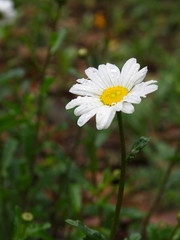 Oxeye Daisy Leucanthemum vulgare. Flowers in Himalaya Mountain. After the rain.