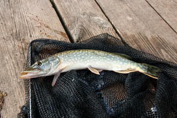 Close up view of big freshwater pike lies on black fishing net..